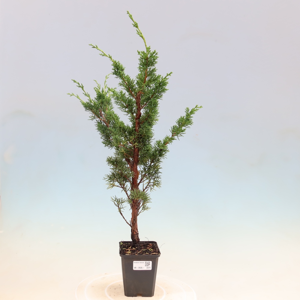 Vonkajší bonsaj - Juniperus chinensis Kishu