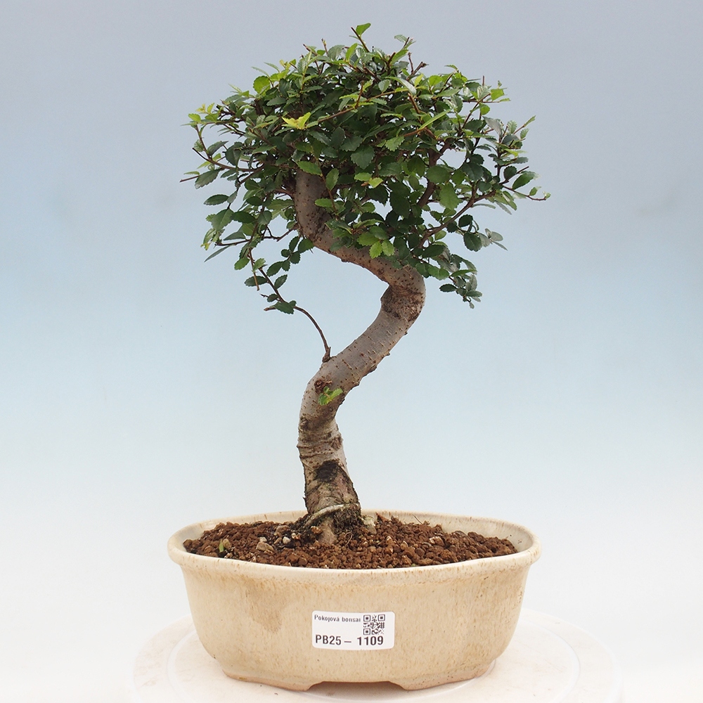 Izbová bonsai - Ulmus parvifolia - Malolistý brest