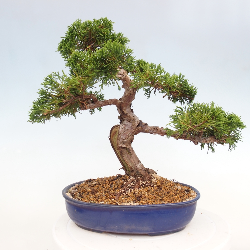 Vonkajší bonsai - Juniperus chinensis Itoigawa -Jalovec čínsky