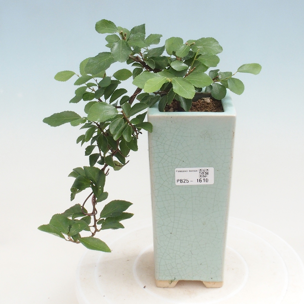 Izbová bonsai - Grewia occidentalis - Hviezdica levanduľová
