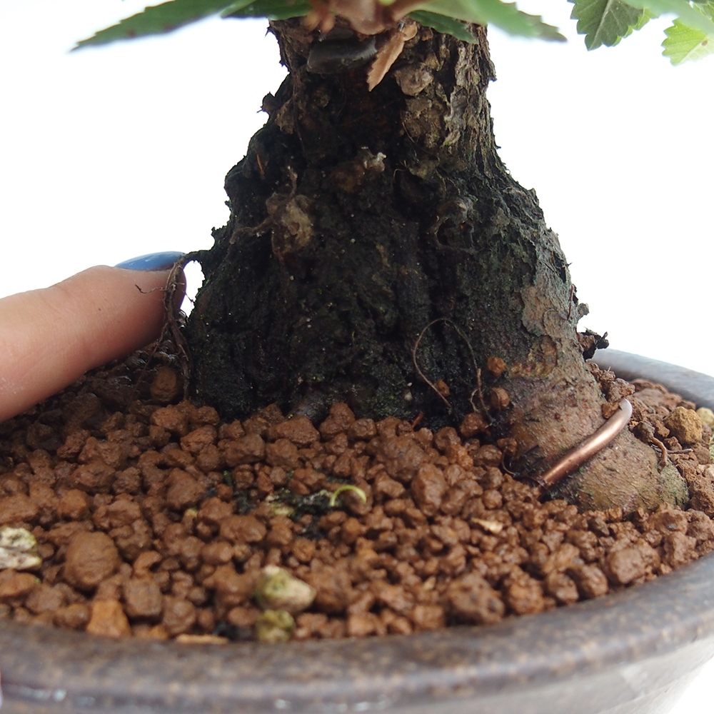 Vonkajšie bonsai - Zelkova - Zelkova Nirom