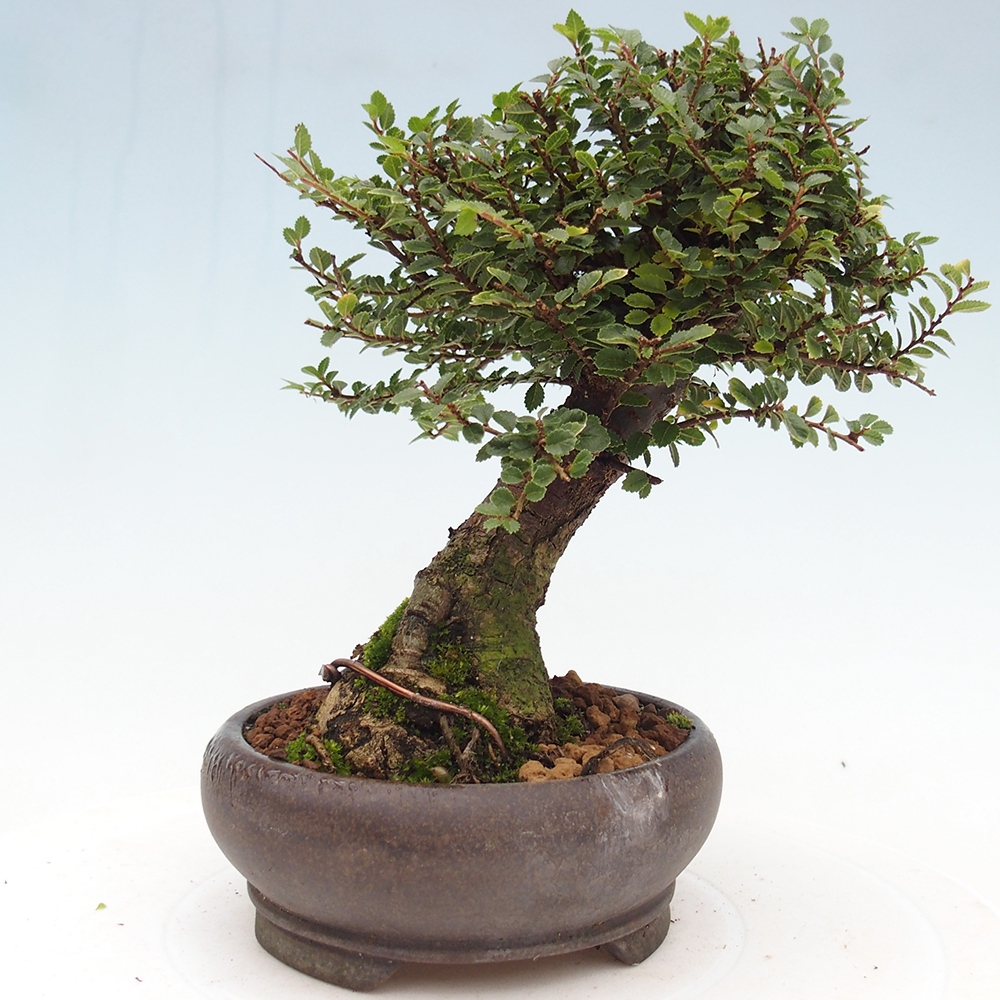Vonkajší bonsaj - Ulmus parvifolia Hokkaido - čínsky brest