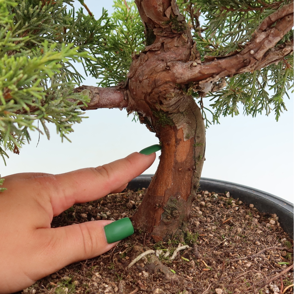 Vonkajší bonsai – Juniperus chinensis Itoigawa – čínsky jalovec