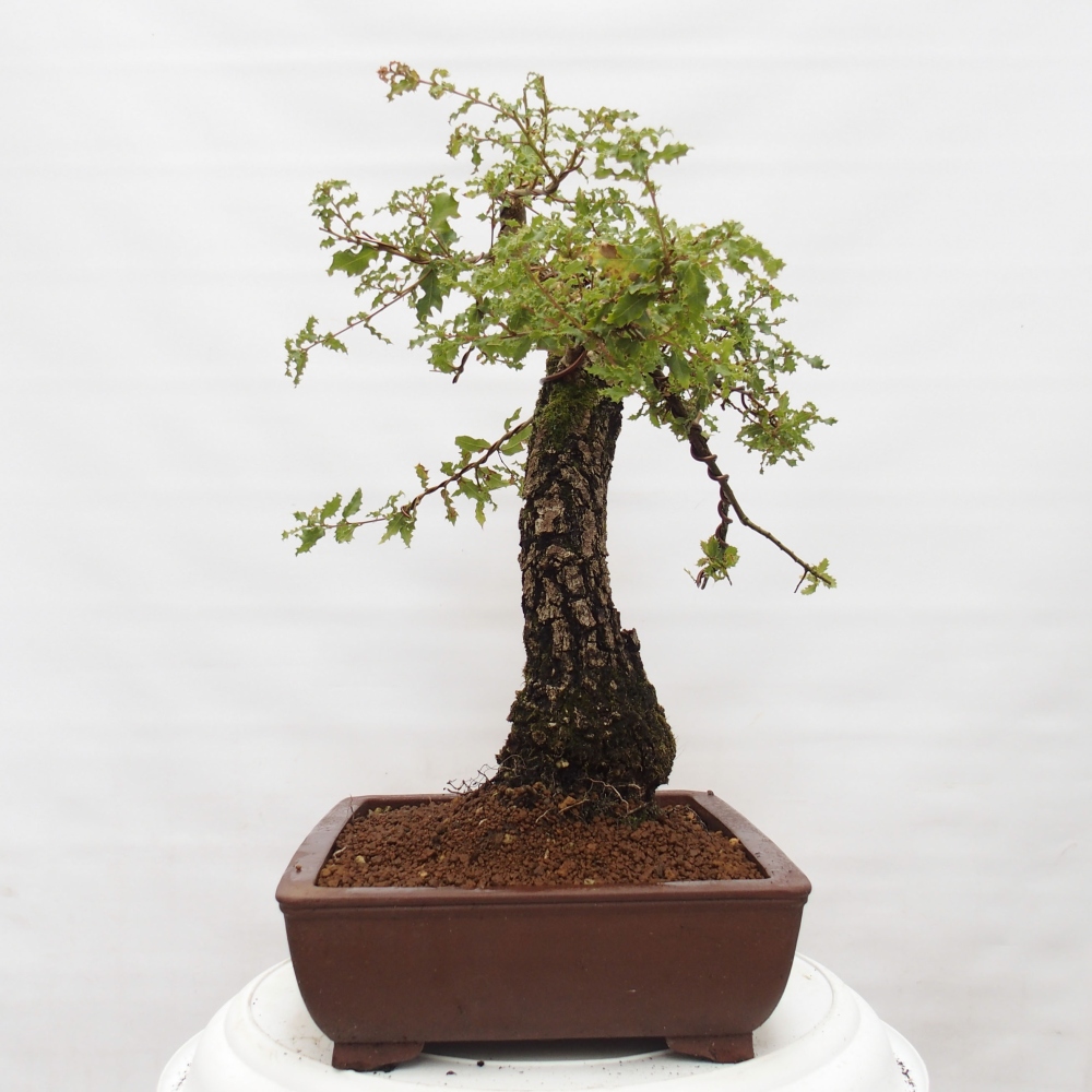 Yamadori - Quercus Ilex -Dub cezmínovitý
