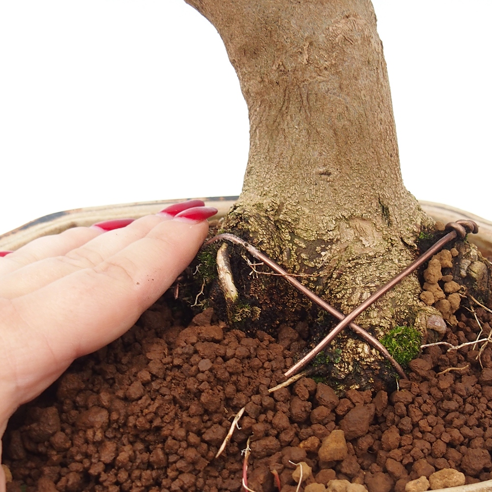 Vonkajšie bonsai - Javor Buergerianum - Javor Burgerův