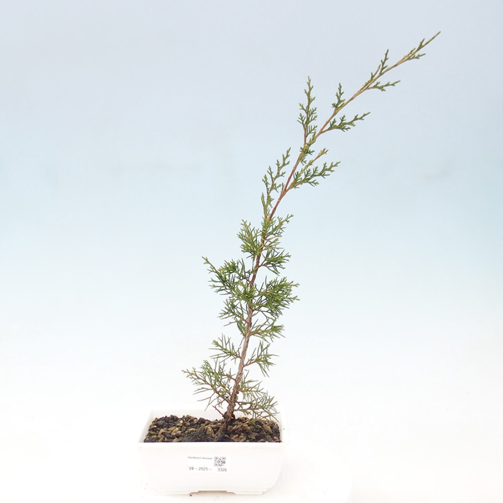 Vonkajší bonsai - Juniperus chinensis Itoigawa -Jalovec čínsky