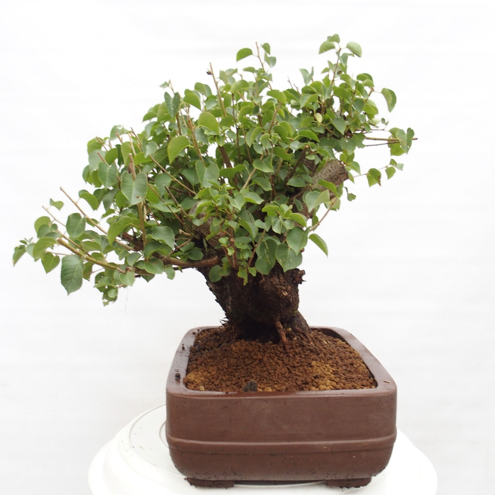 Vonkajšie bonsai - Mahalebka - Prunus mahalieb