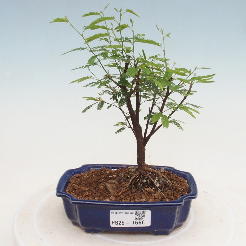 Izbová bonsai-Calliandra surinamensis Dixie Pink-Kaliandra Suriámska