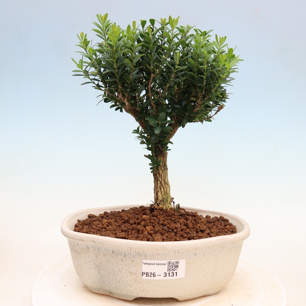Izbové bonsaje - Buxus harlandii - korkový buxus
