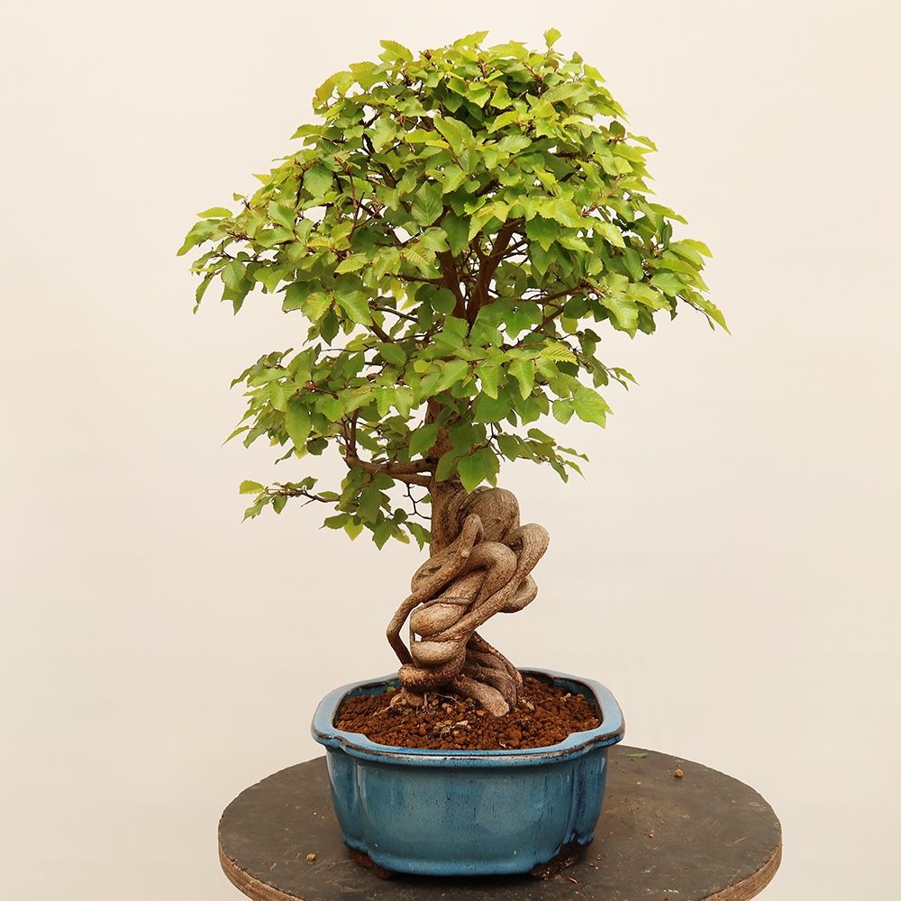 Vonkajší bonsai -Carpinus Coreana - Hrab kórejský