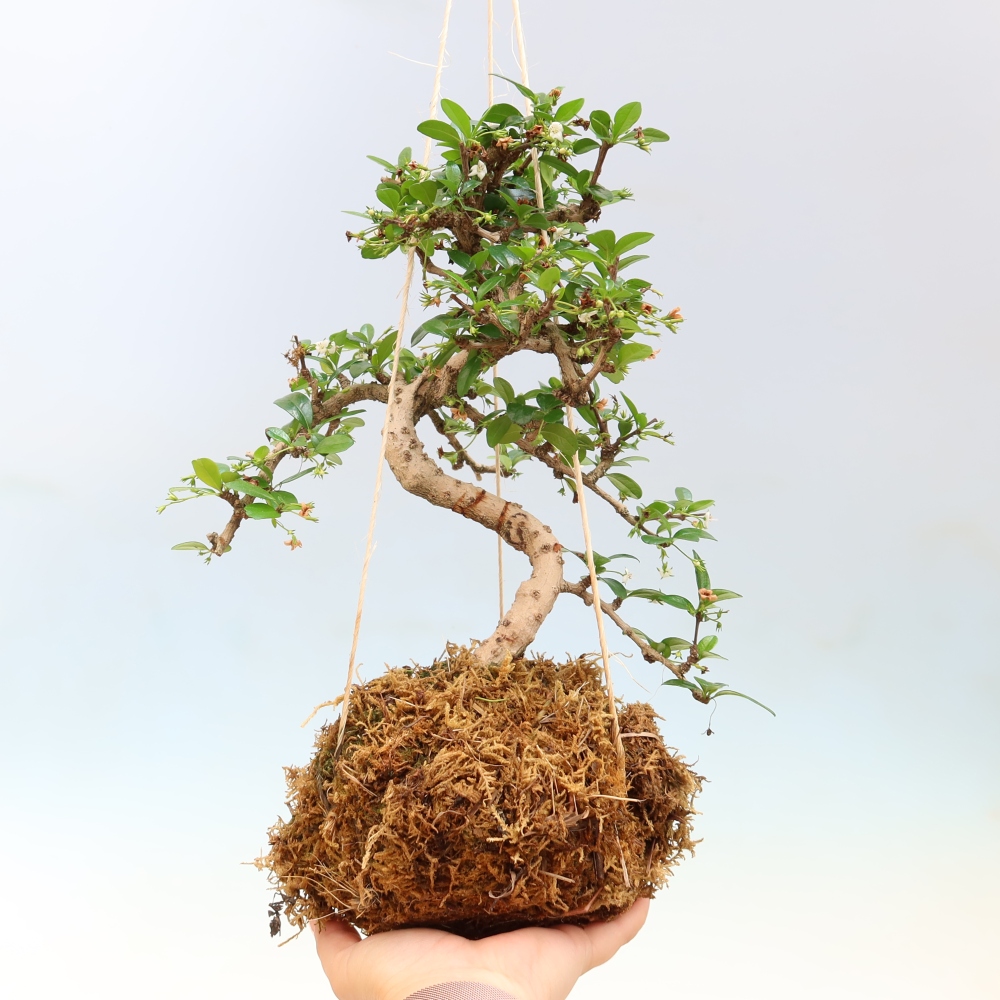 Kokedama v keramike – Čaj-fuki – Carmona macrophylla