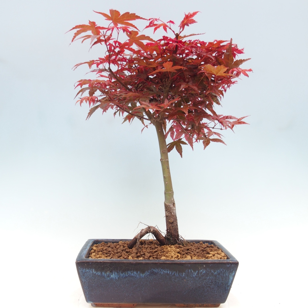 Vonkajšie bonsai - Javor dlaňolistý - Acer palmatum DESHOJO