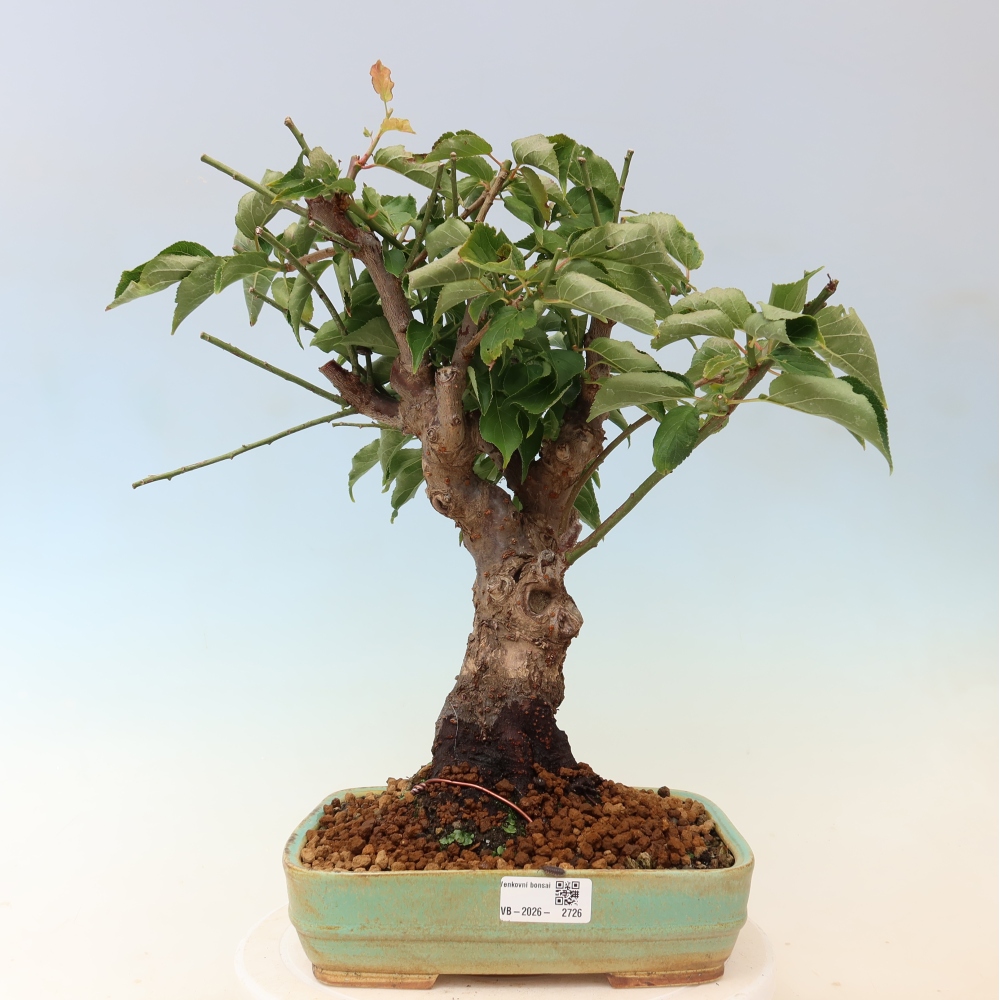 Vonkajšie bonsaje – Japonská marhuľa – Prunus Mume
