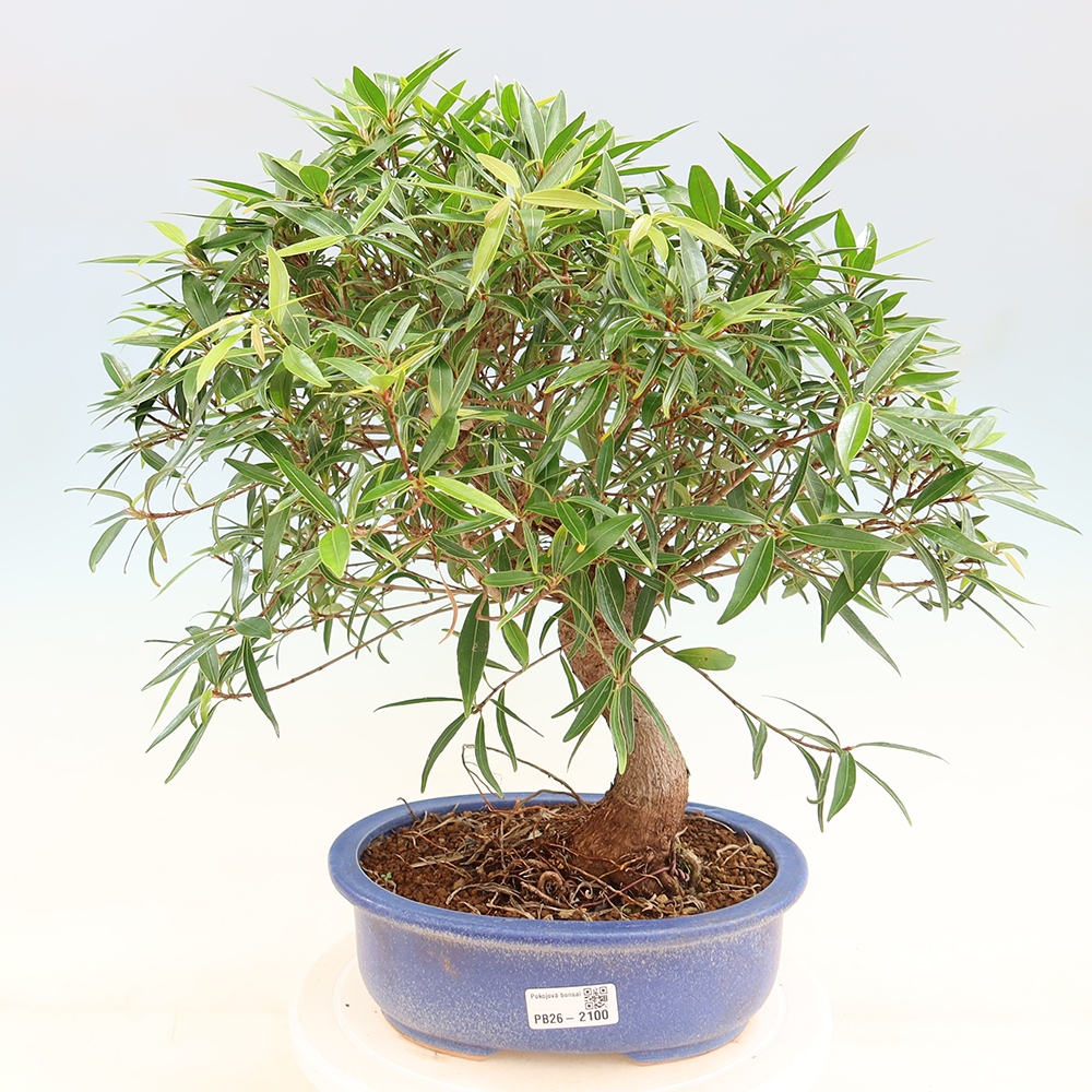 Izbové bonsaje - Ficus nerifolia - fíkus drobnolistý