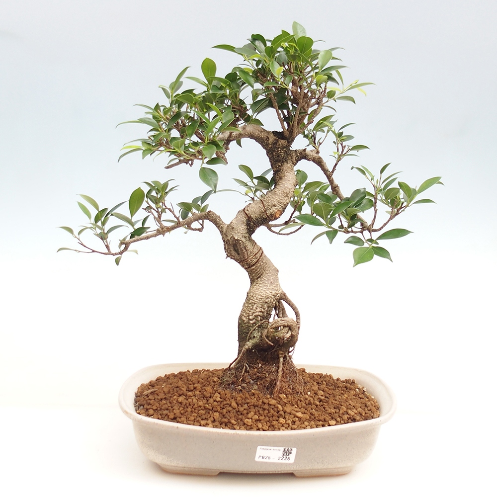 Izbová bonsai - Ficus kimmen - malolistý fikus