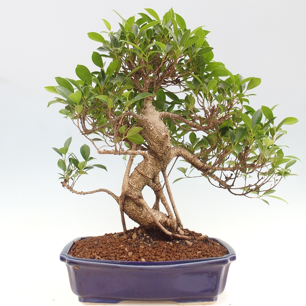 Izbová bonsai - Ficus kimmen - malolistý fikus