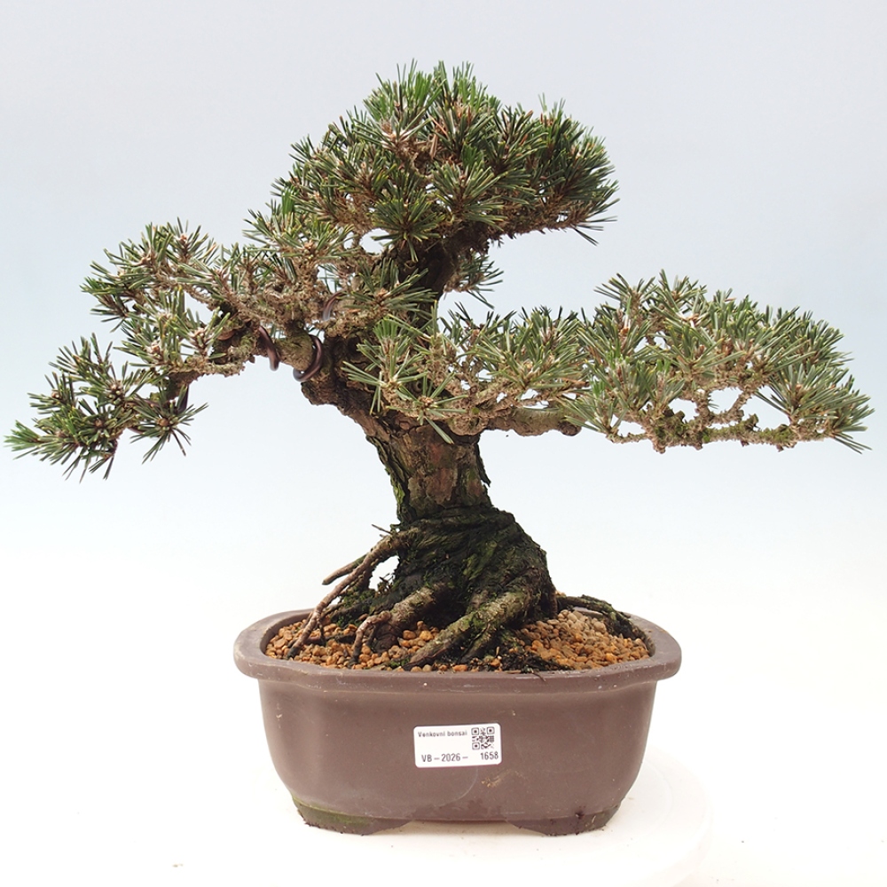 Vonkajšia bonsaj - Pinus thunbergii Kotobuki - borovica Thunbergova