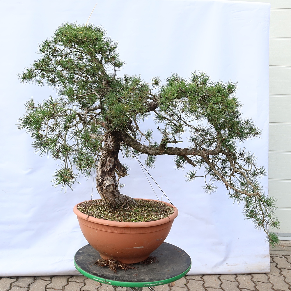 Pinus sylvestris Španielsko – borovica lesná