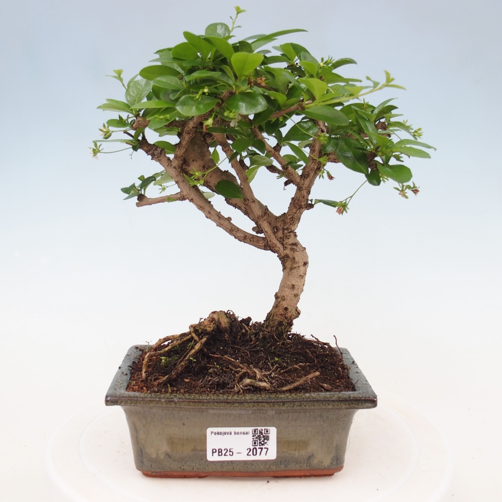 Izbová bonsai - Carmona macrophylla - Čaj fuki