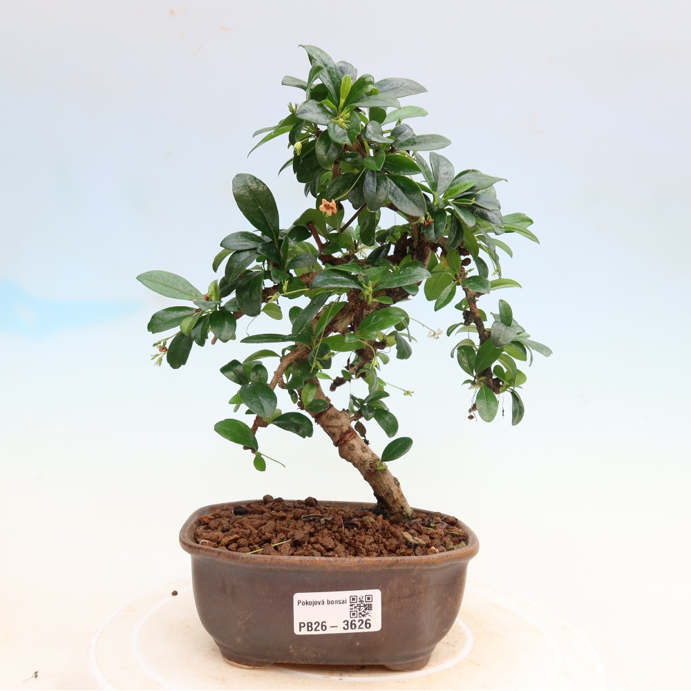Izbové bonsaje - Carmona macrophylla - Tea fuki