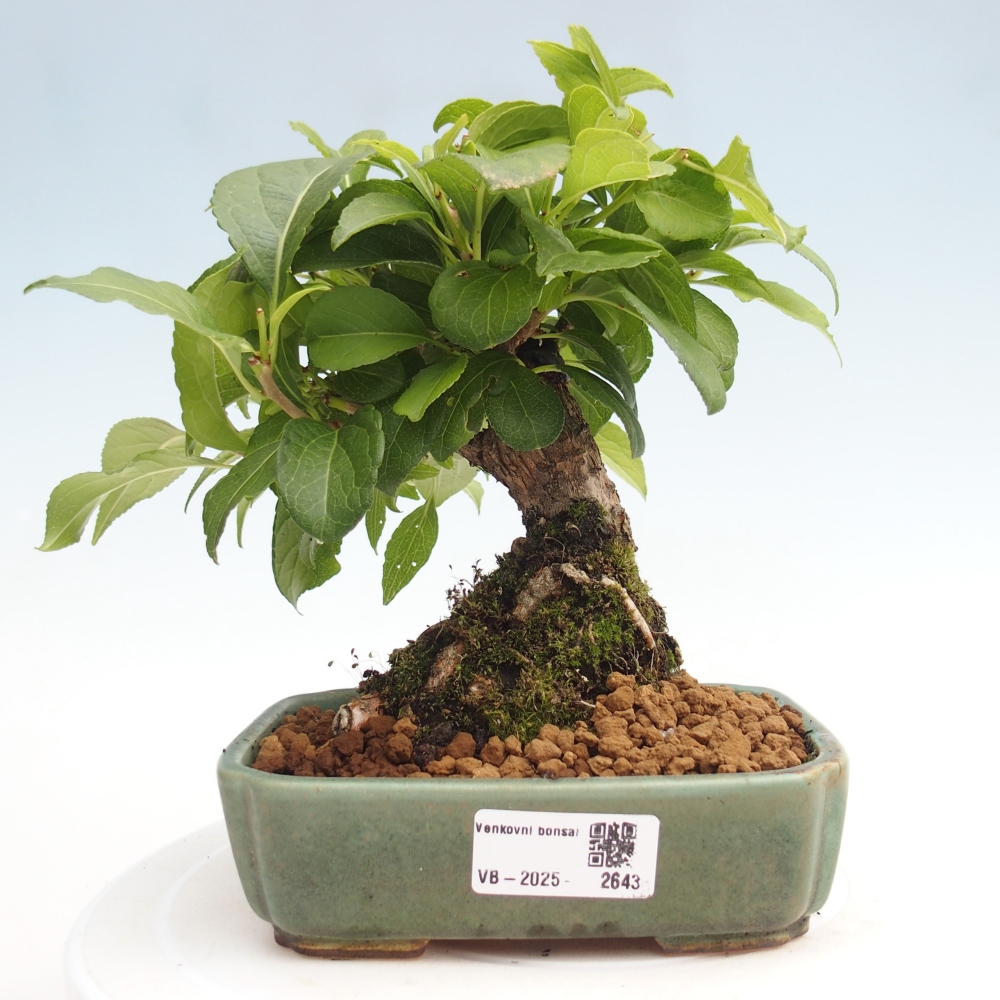 Vonkajšie bonsai - Celastrus Jesenec