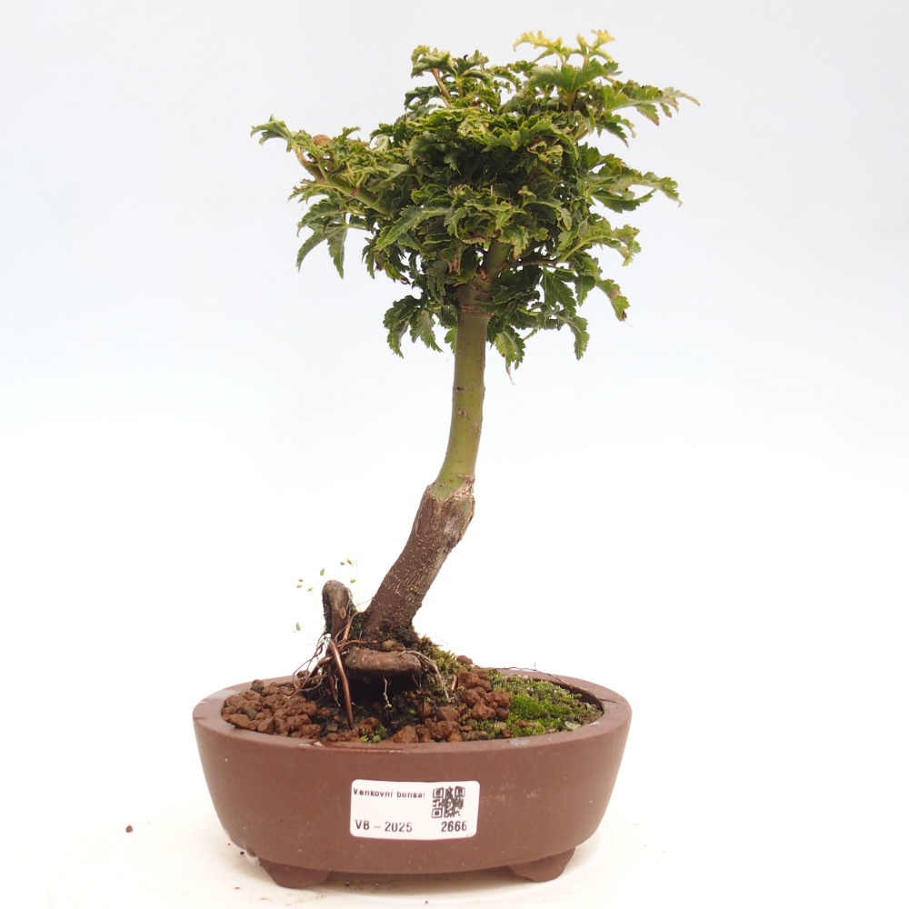 Vonkajší bonsai -Javor dlanitolistý Acer palmatum Shishigashira