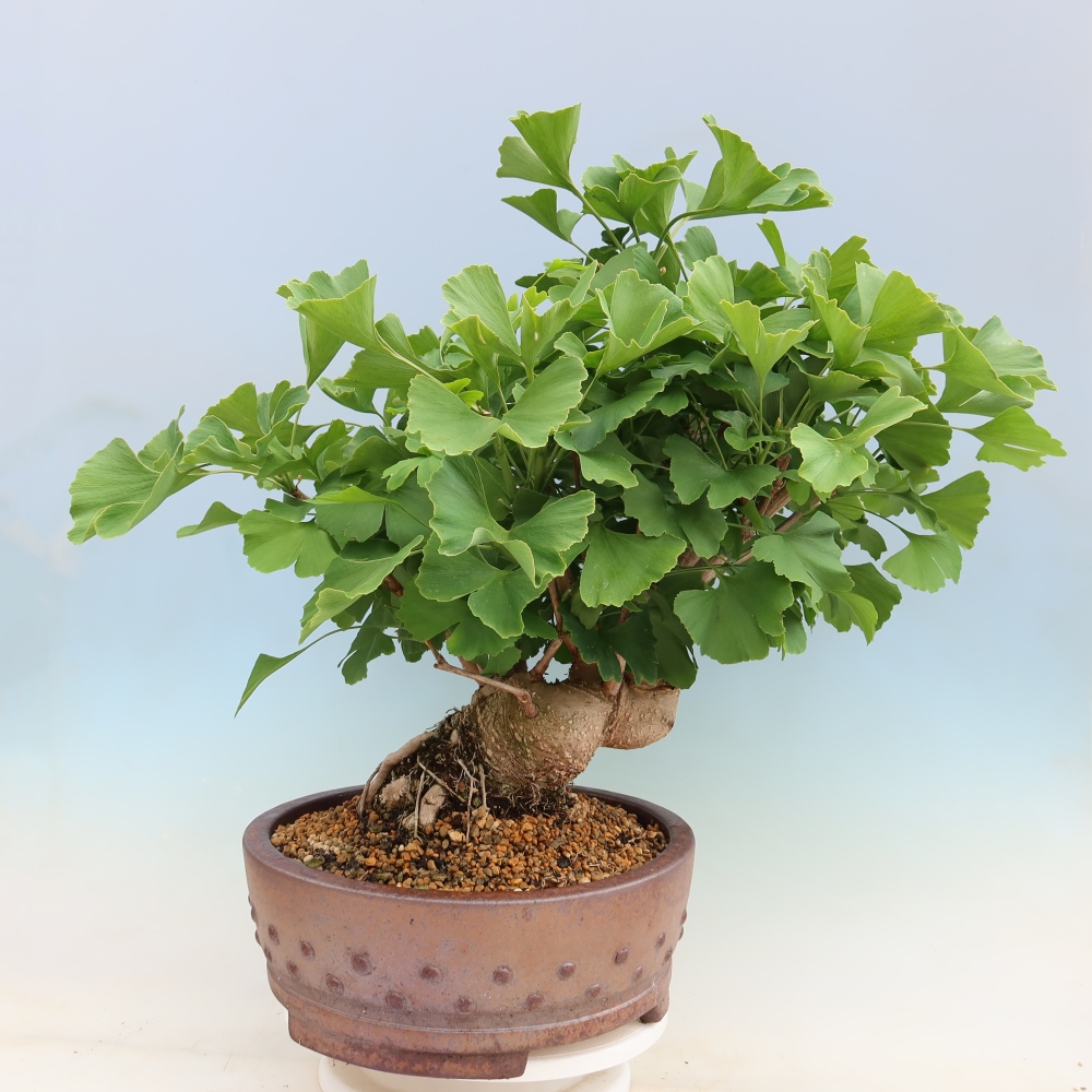 Vonkajšie bonsaje - Ginkgo biloba - Ginkgo biloba