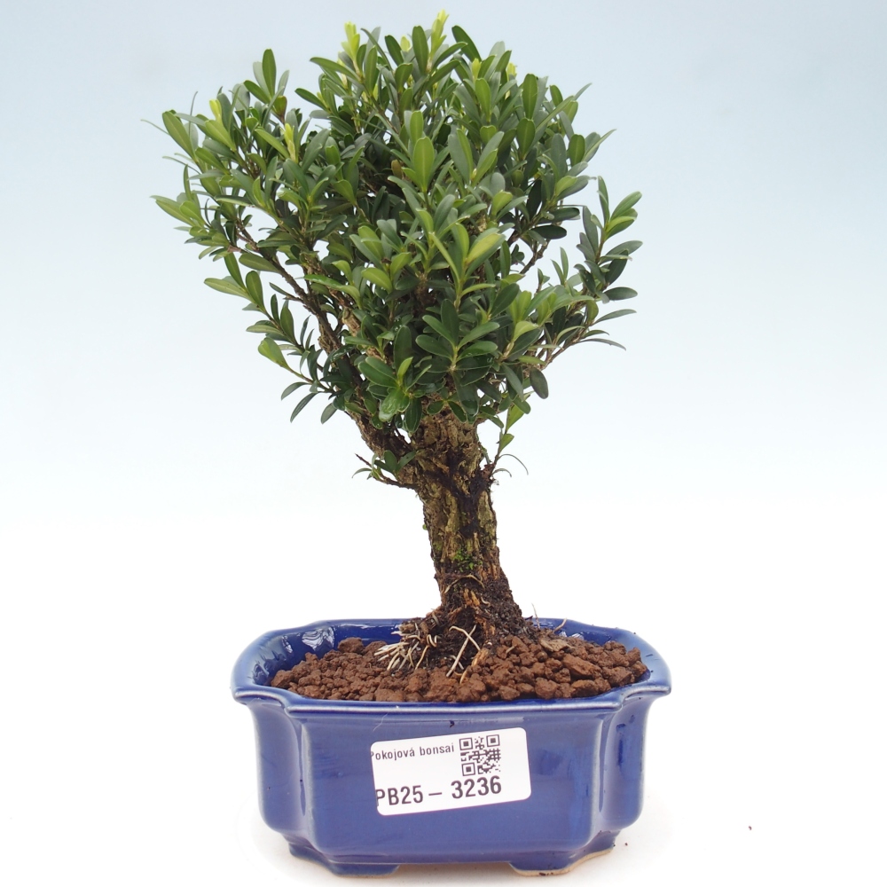 Izbová bonsai - Buxus harlandii -korkový buxus