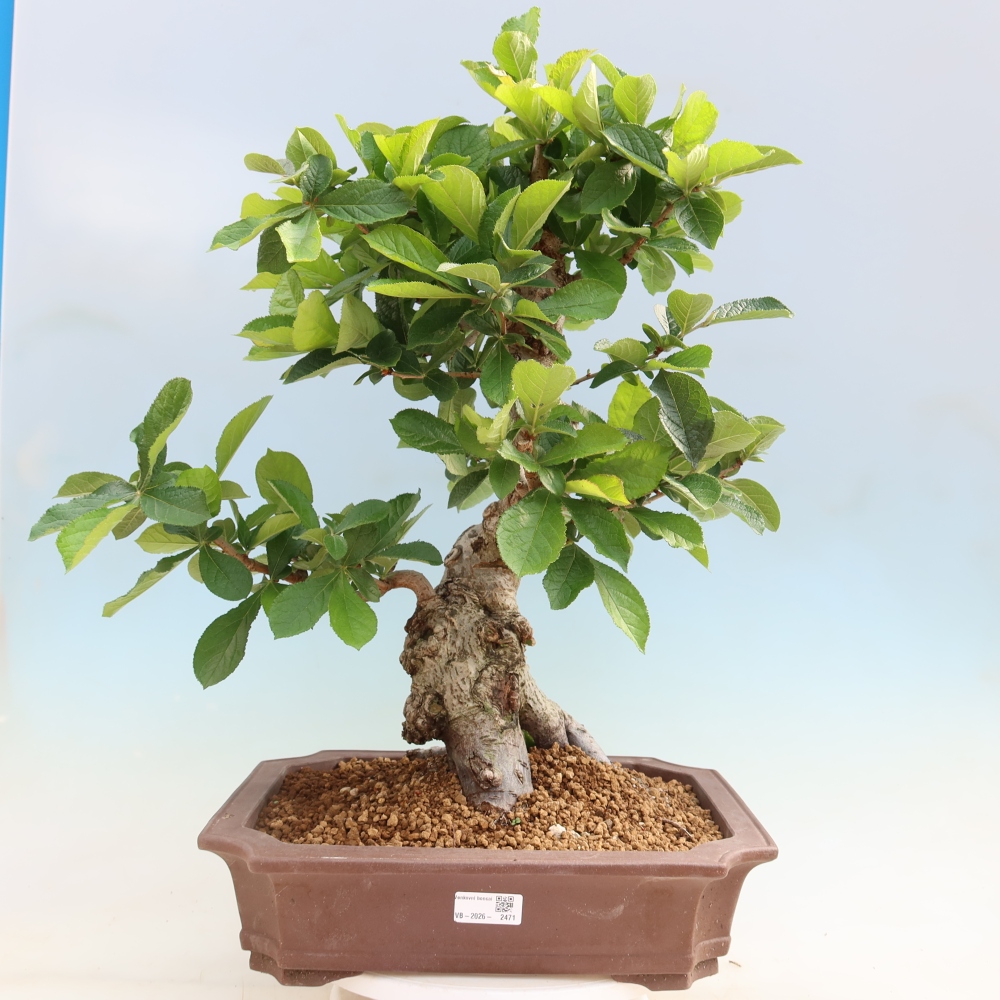 Vonkajšie bonsaje – Photinia chlpatá – Photinia villosa
