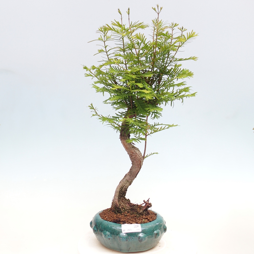 Vonkajšie bonsai - Metasequoia glyptostroboides - Metasekvoja Čínska
