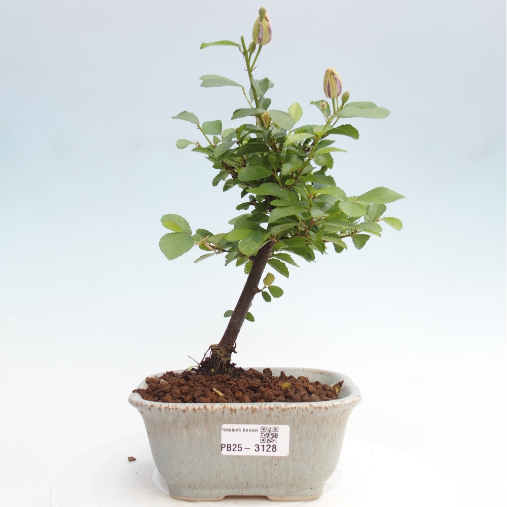 Izbová bonsai - Grewia occidentalis - Hviezdica levanduľová