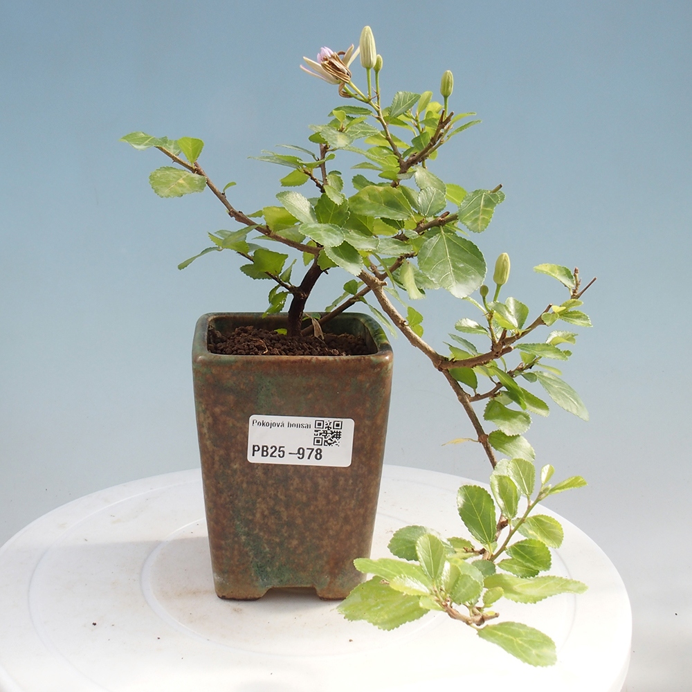 Izbová bonsai - Grewia occidentalis - Hviezdica levanduľová