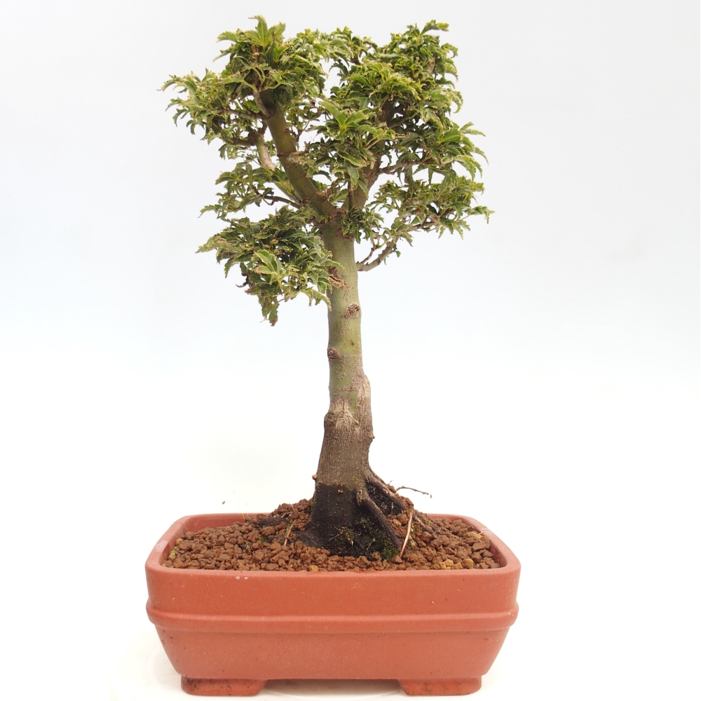 Vonkajší bonsai -Javor dlanitolistý Acer palmatum Shishigashira