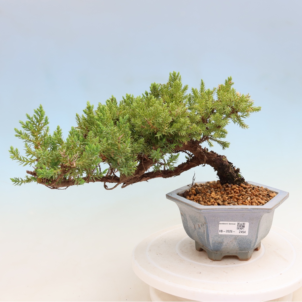 Vonkajší bonsai – Juniperus procumbens – jalovec ležiaci