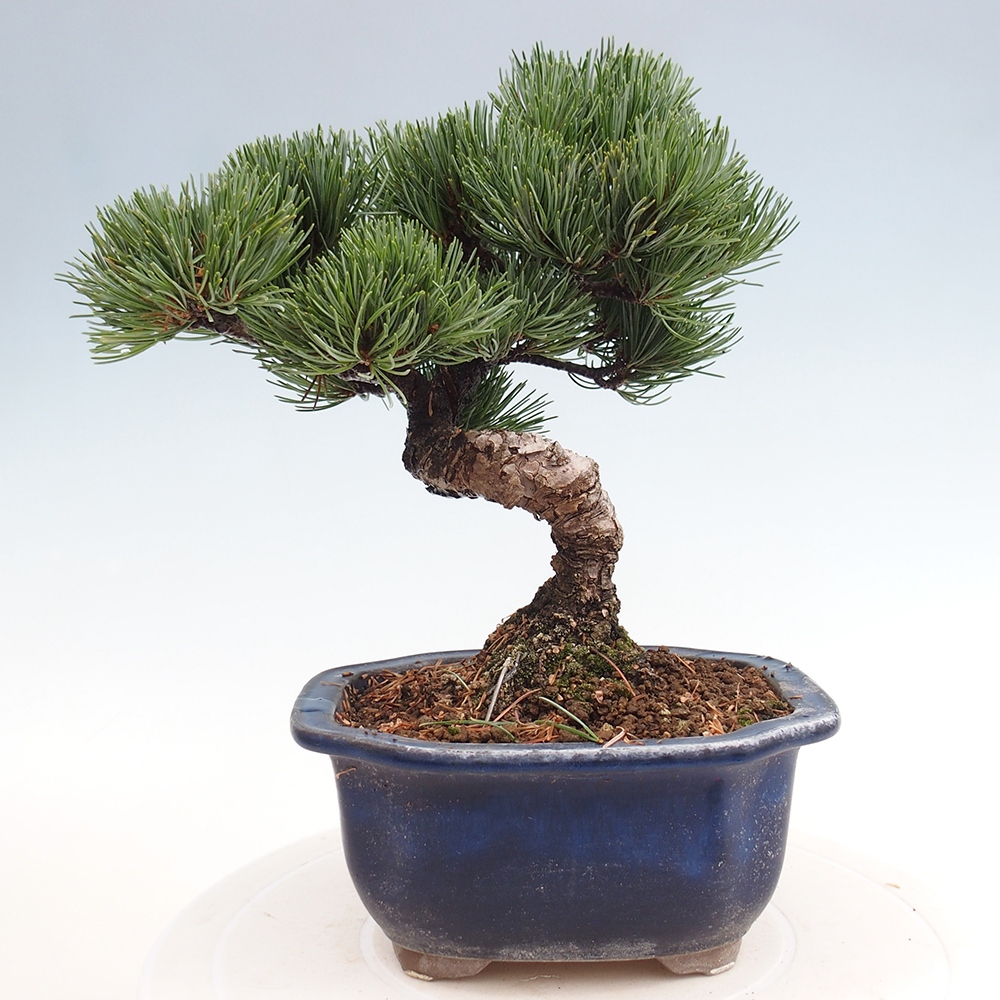 Vonkajšie bonsai - Pinus parviflora - Borovica drobnokvetá