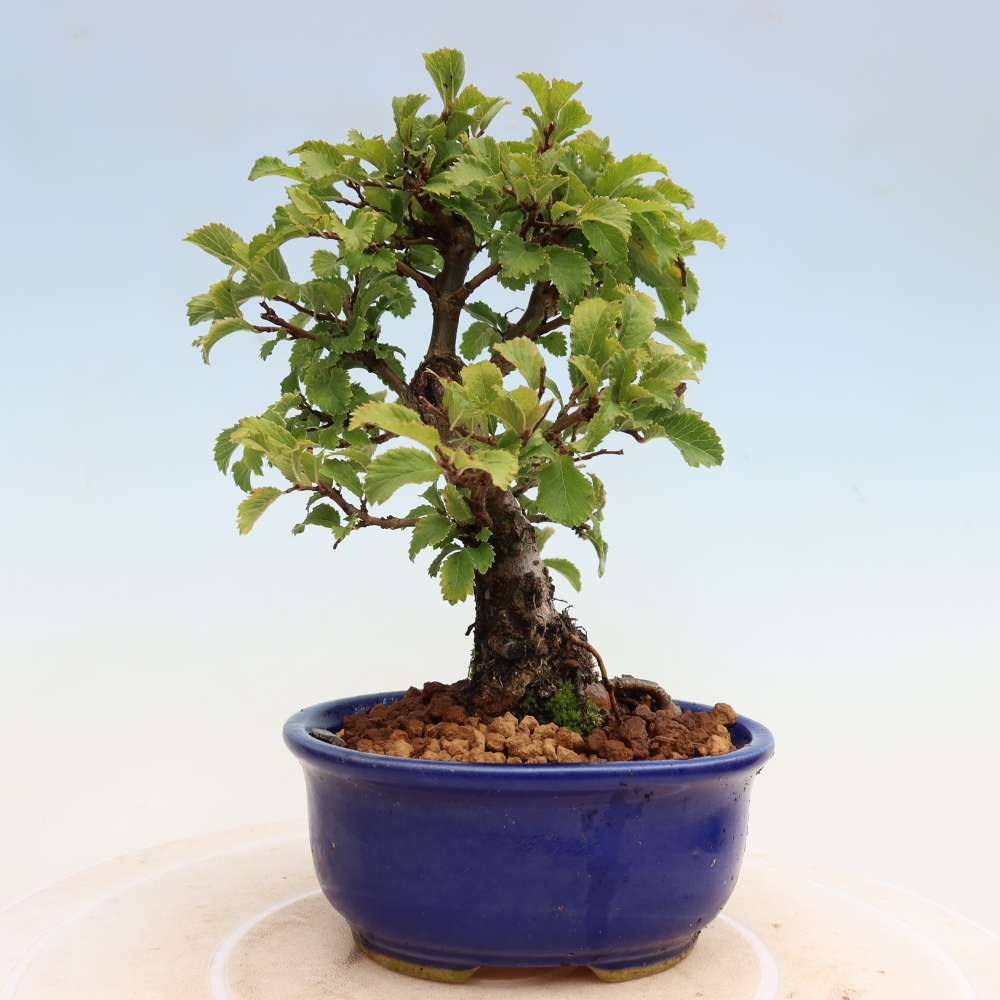 Vonkajšie bonsaje - Zelkova - Zelkova NIRE