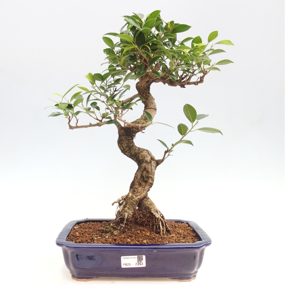 Izbová bonsai - Ficus kimmen - malolistý fikus
