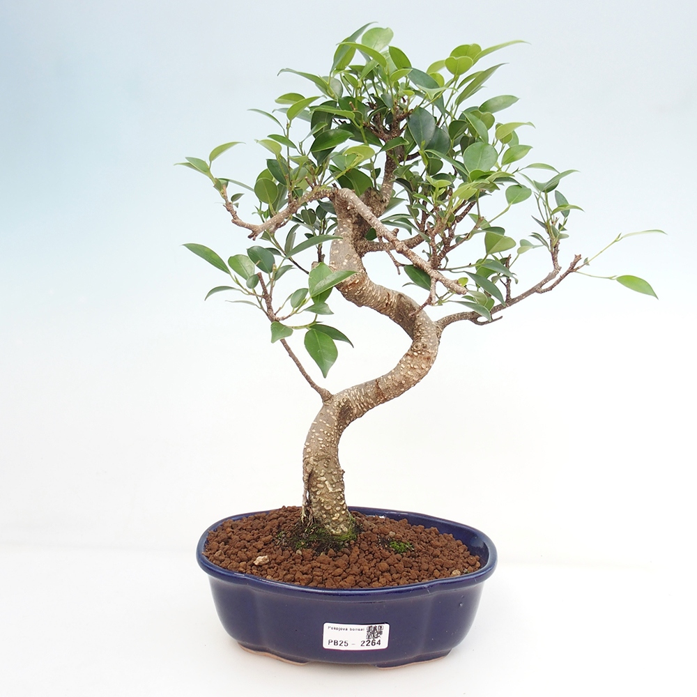 Izbová bonsai - Ficus retusa - malolistá fikus