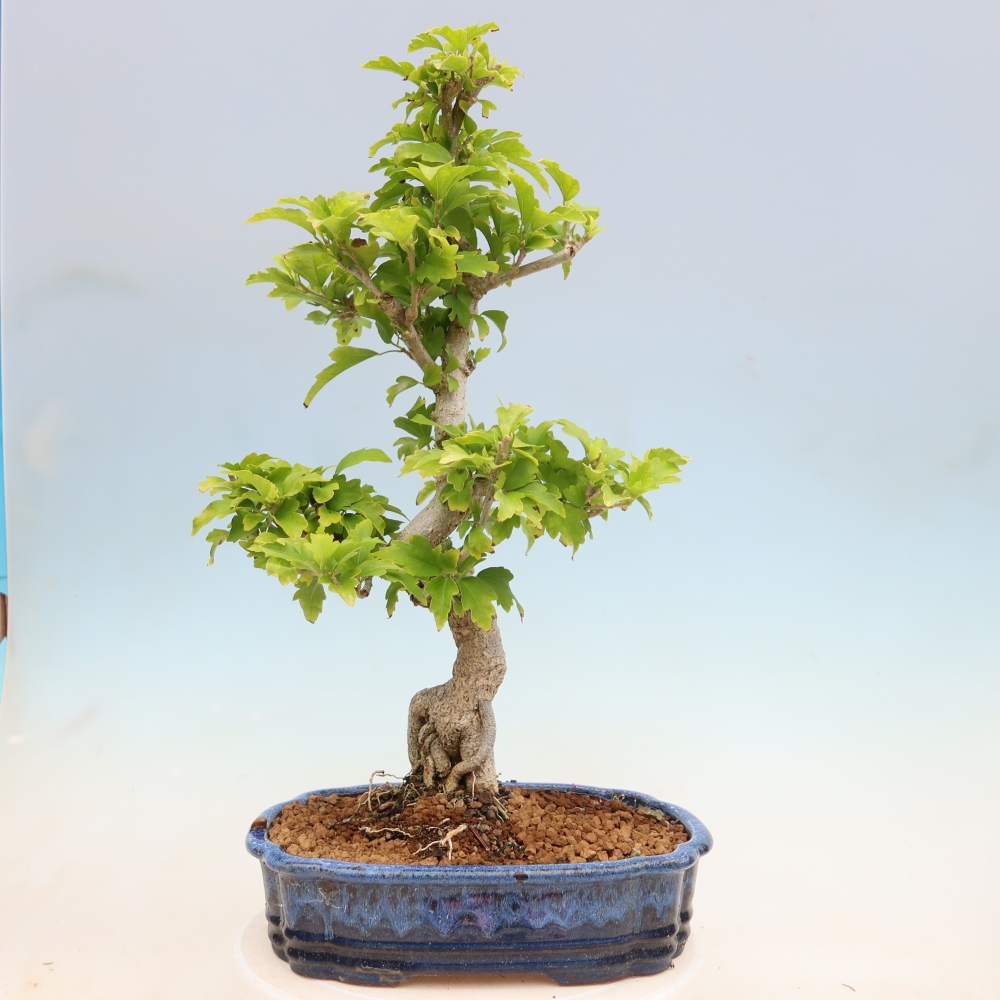 Vonkajší bonsai – Hibiscus syriacus – ibištek sýrsky