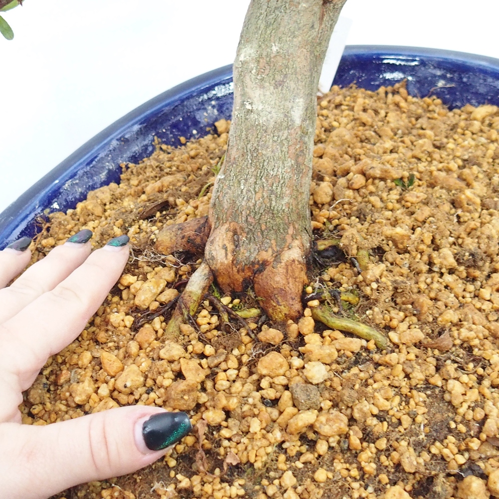 Vonkajší bonsaj - Japonská azalka - Azalka CHIHIRO