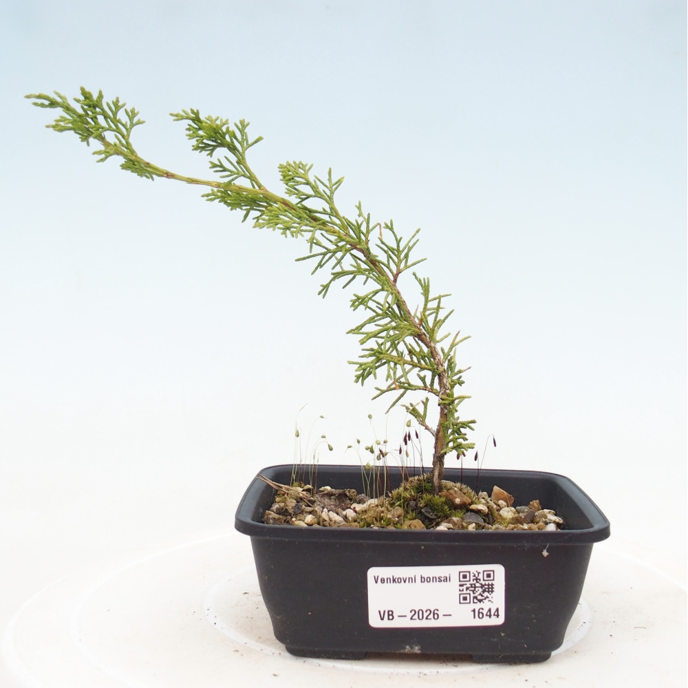 Vonkajší bonsaj - Juniperus chinensis Itoigawa