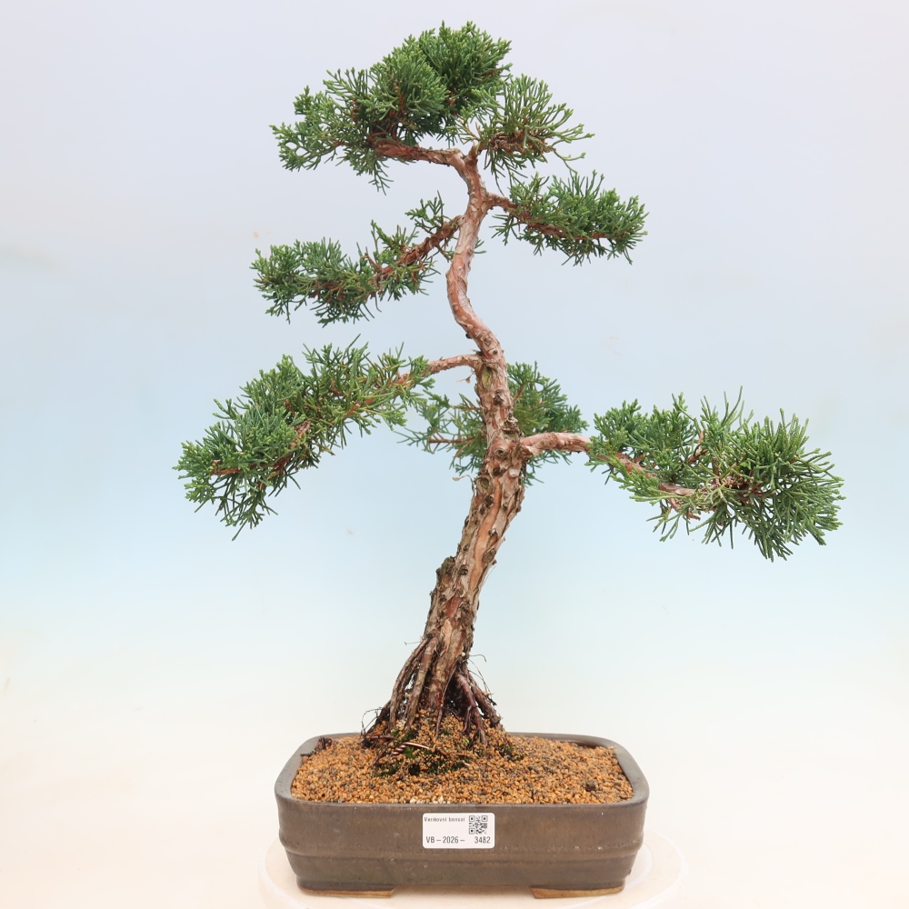 Vonkajší bonsaj - Juniperus chinensis Kishu