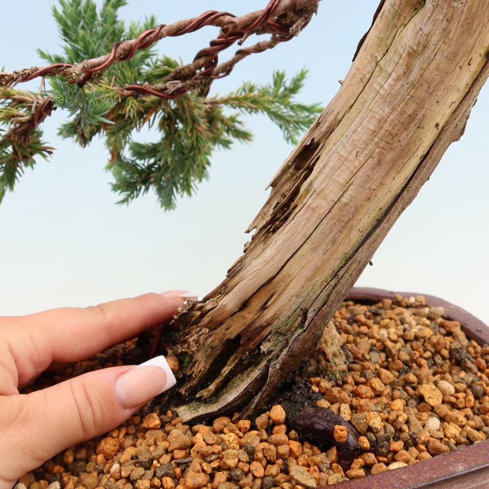 Vonkajší bonsai – Juniperus squamata – Jalovec šupinatý
