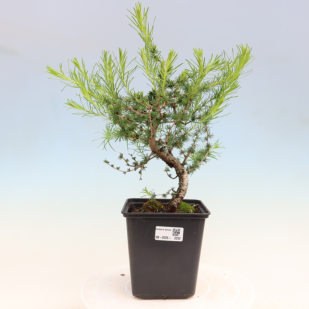 Vonkajšie bonsaje -Larix decidua - Smrekovec