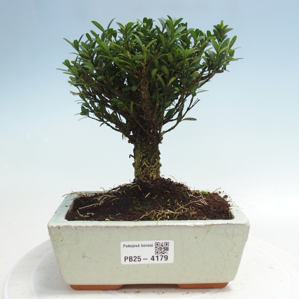 Izbové bonsaje - Buxus harlandii - korkový buxus