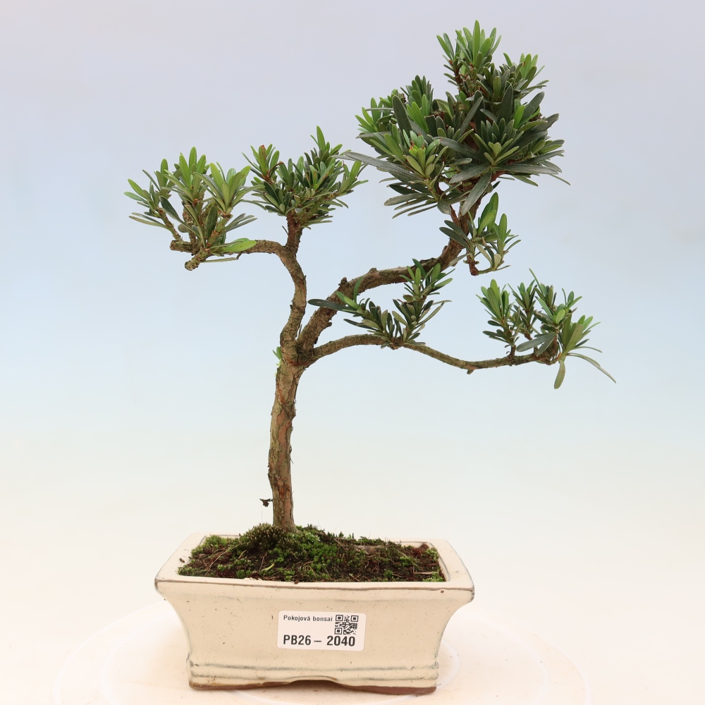 Izbové bonsaje - Podocarpus - Kamenný tis