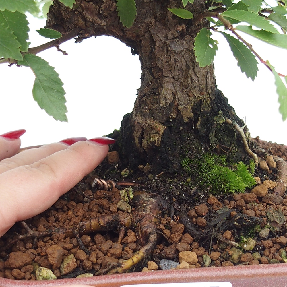 Vonkajšie bonsai - Zelkova - Zelkova serrata