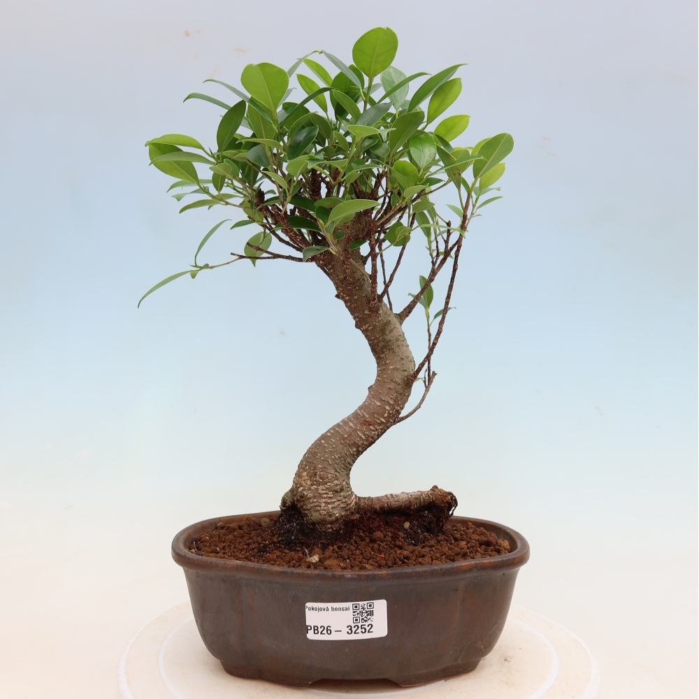 Izbové bonsaje - Ficus kimmen - drobnolistý fikus