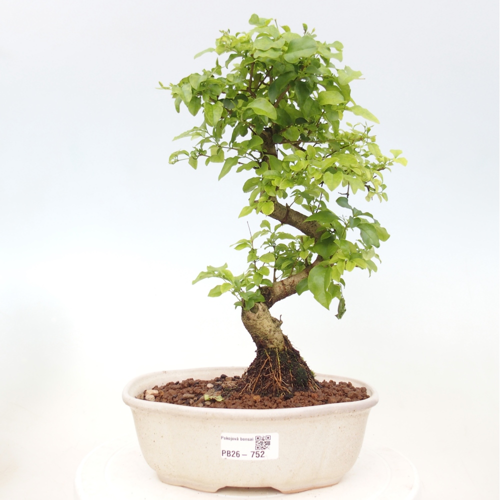 Izbová bonsai -Ligustrum chinensis - Vtáčí zob