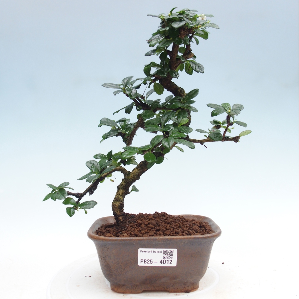 Izbová bonsai - Carmona macrophylla - Čaj fuki